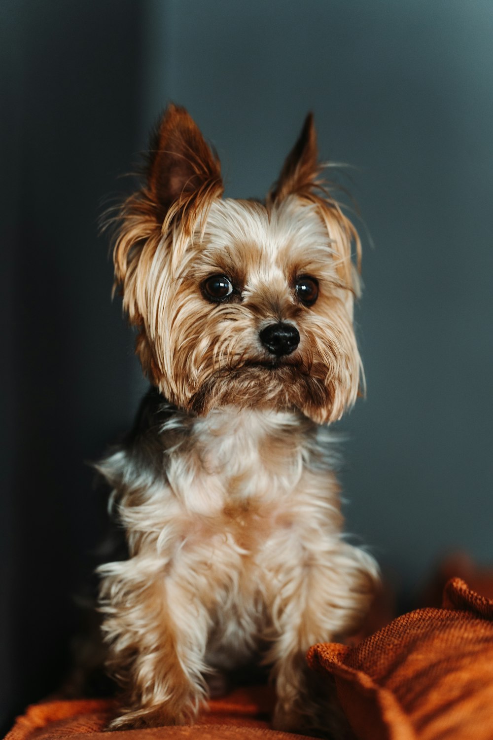 a small dog sitting on top of a bed