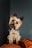 A small Yorkshire Terrier dog tilts its head slightly to the side, sitting on a soft orange cushion. The dog's fur is neatly groomed and it has a curious expression with its ears perked up. The background is a muted gray, contrasting with the warm tones of the cushion.