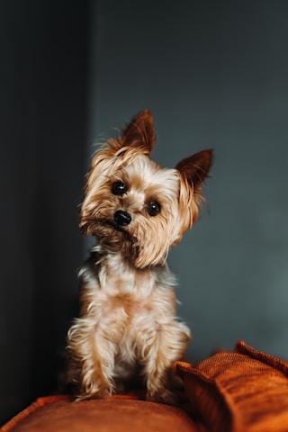 A gentle Yorkshire Terrier puppy resting comfortably in a cozy home setting.