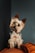 A small Yorkshire Terrier dog tilts its head slightly to the side, sitting on a soft orange cushion. The dog's fur is neatly groomed and it has a curious expression with its ears perked up. The background is a muted gray, contrasting with the warm tones of the cushion.