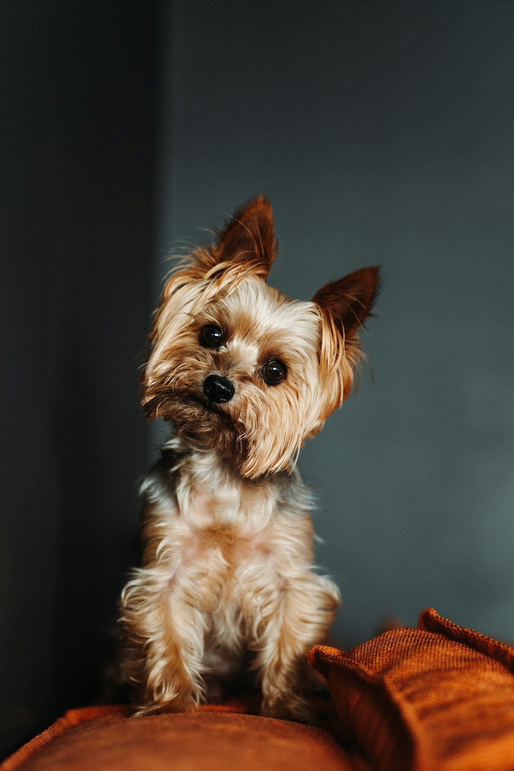 a small dog sitting on top of a bed