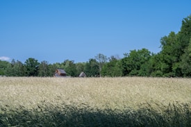 A golden field of tall grain stretches across the foreground, bordered by dense green trees in the background. Two small rustic wooden structures are partially visible among the trees, suggesting a rural setting. The sky is clear and bright blue, indicating a sunny day.
