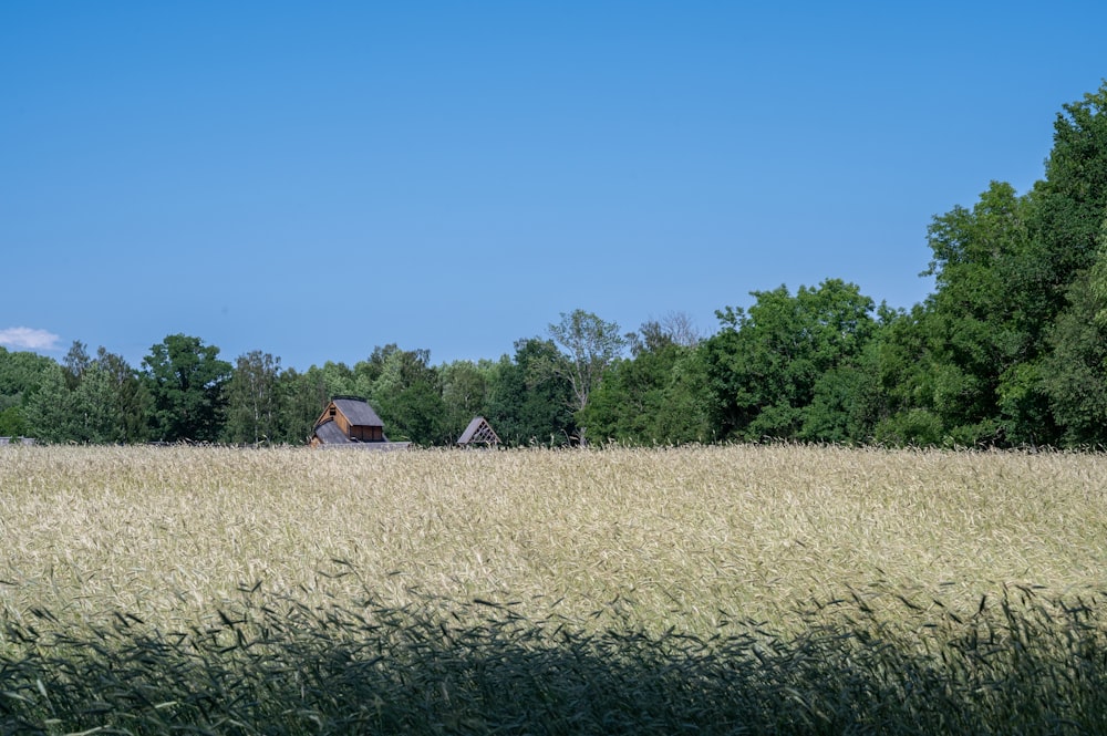 ein Feld mit hohem Gras und einer Scheune im Hintergrund