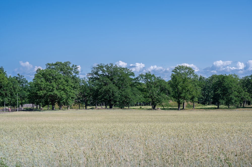 a field of grass with trees in the background