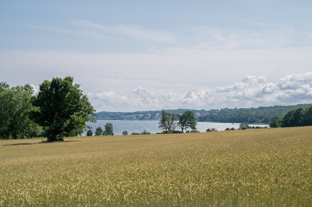 a field of grass with a lake in the background