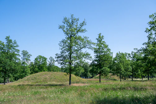 A serene green lot surrounded by native trees under a clear blue sky.