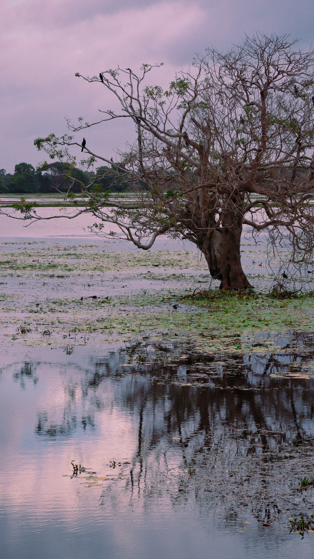 a tree in the middle of a body of water