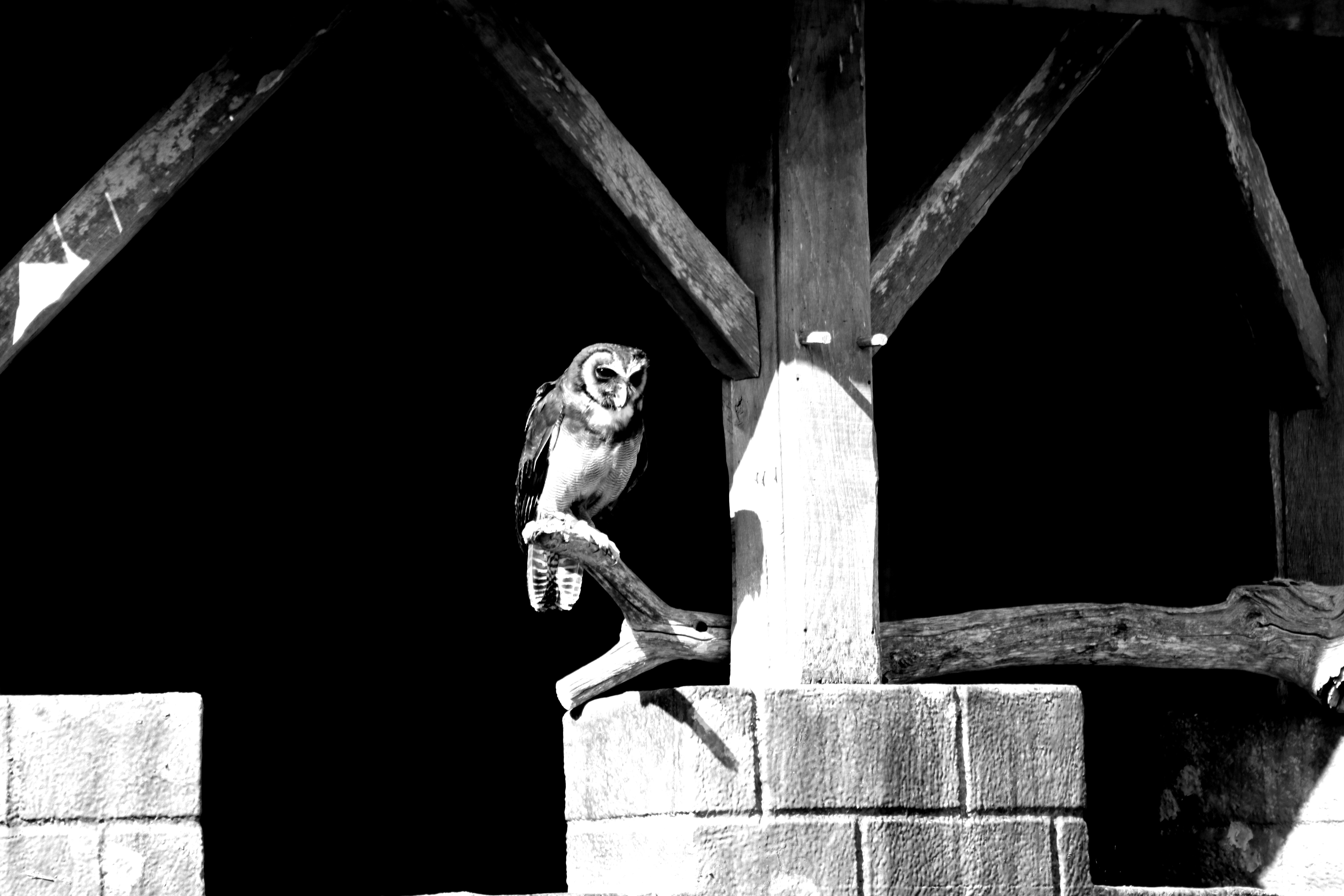 a black and white photo of an owl on a branch