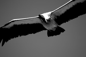 Soaring Hawk