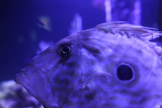 A close-up image of a fish with distinct features and a prominent dark circular marking on its side. The image has a purple hue, emphasizing the textures and scales of the fish's skin. The fish appears to be in a water environment, possibly an aquarium.