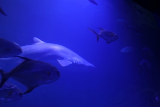 Several fish are swimming in a deep blue underwater environment, with a prominent shark-like fish in the center, surrounded by other smaller fish.