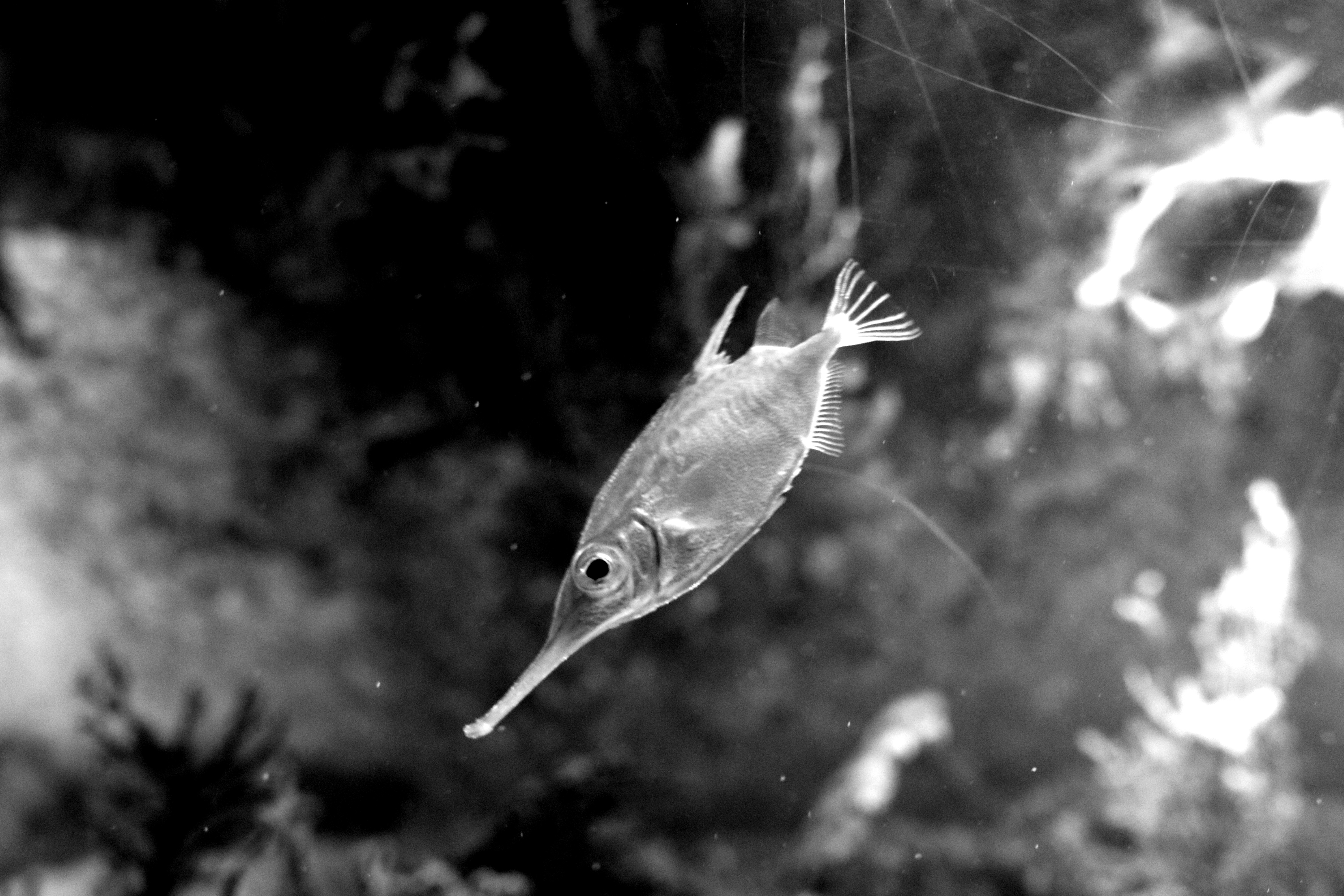 foto hitam putih ikan di dalam tangki