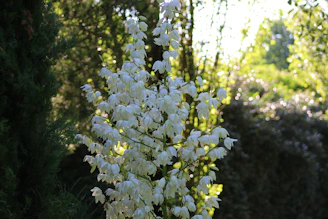 A serene garden corner with blooming flowers and neatly trimmed shrubs bathed in warm sunlight.