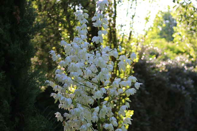 A serene garden filled with blooming flowers under sunlight.