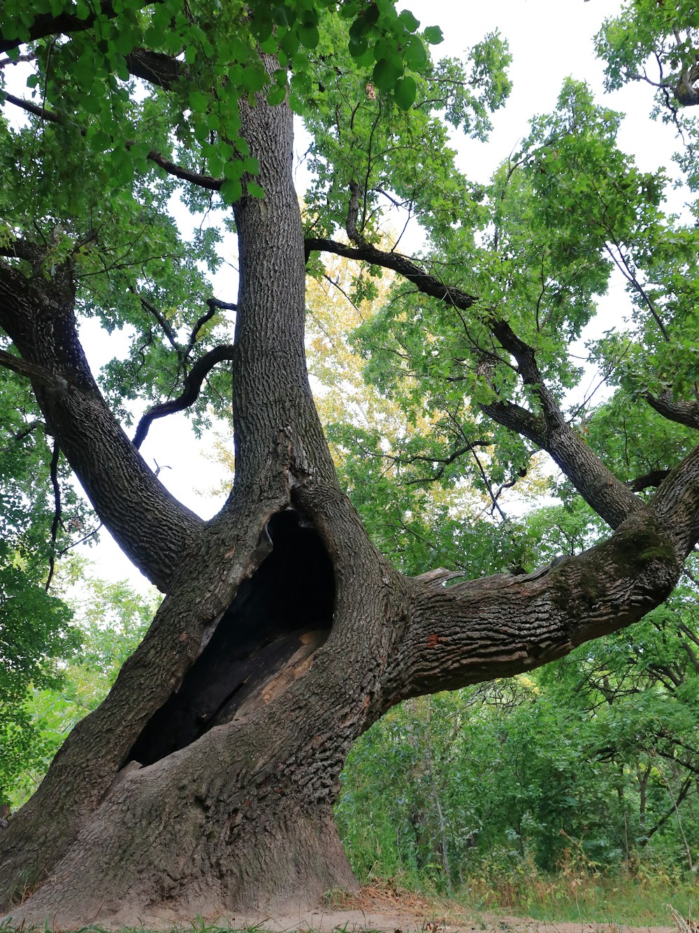 a large tree with a hole in the middle of it