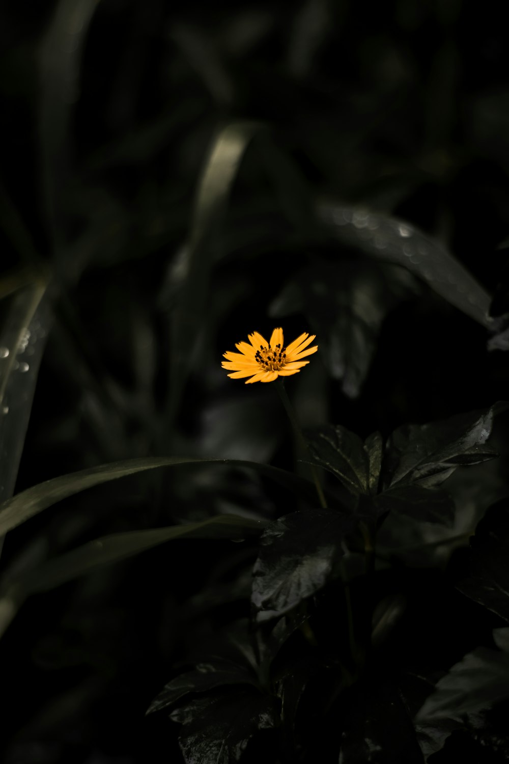 a single yellow flower in a dark forest