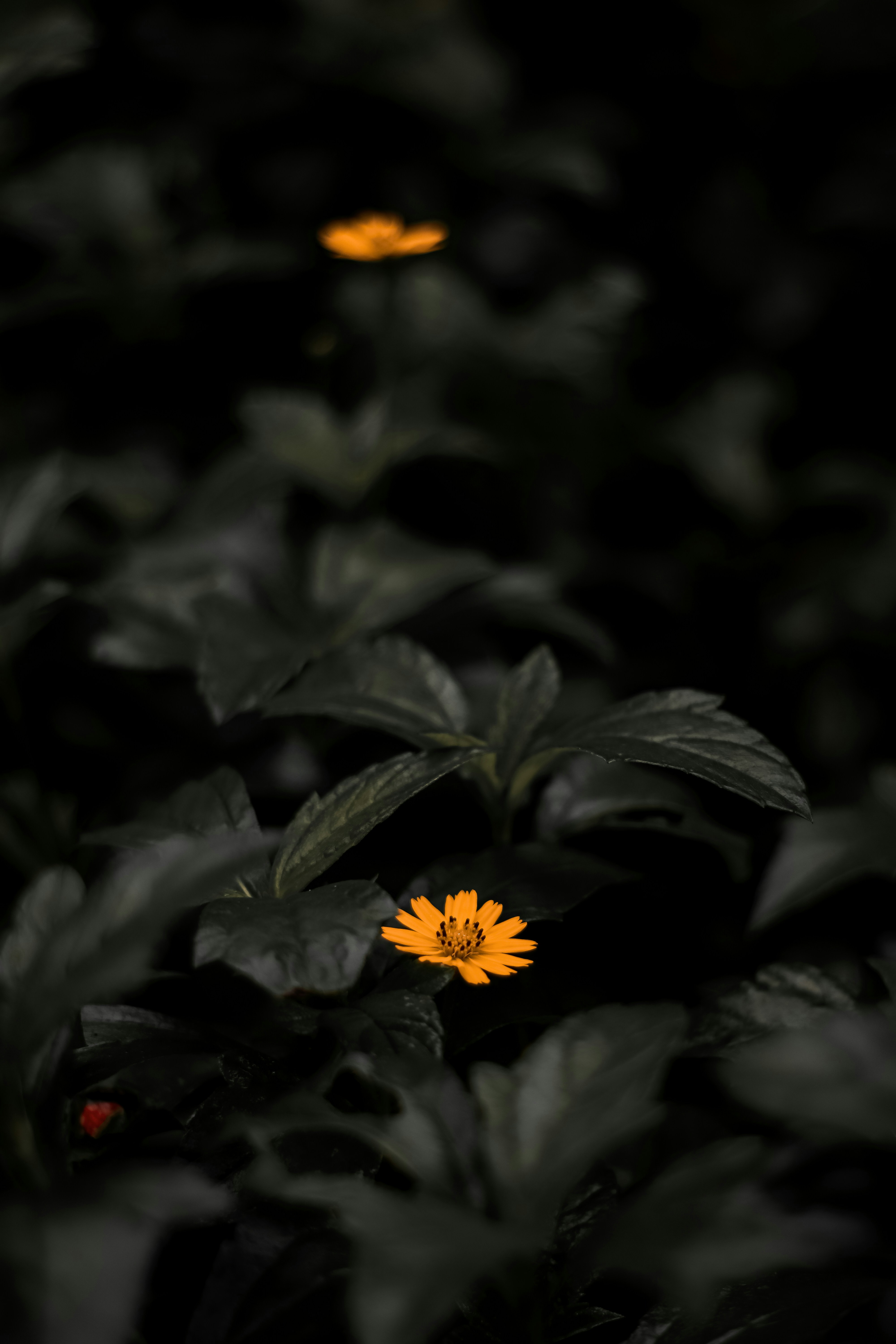 ein paar gelbe Blüten, die im Dunkeln stehen