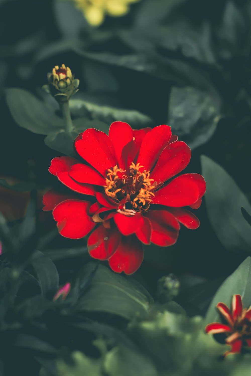a close up of a red flower surrounded by green leaves