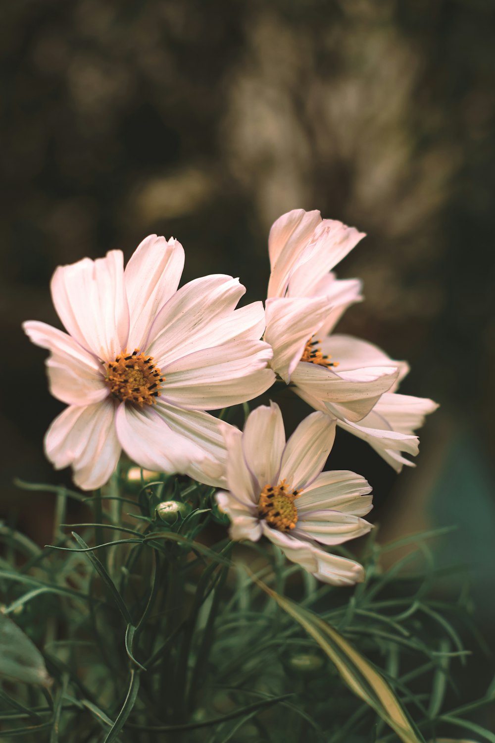 a group of white flowers sitting on top of a lush green field