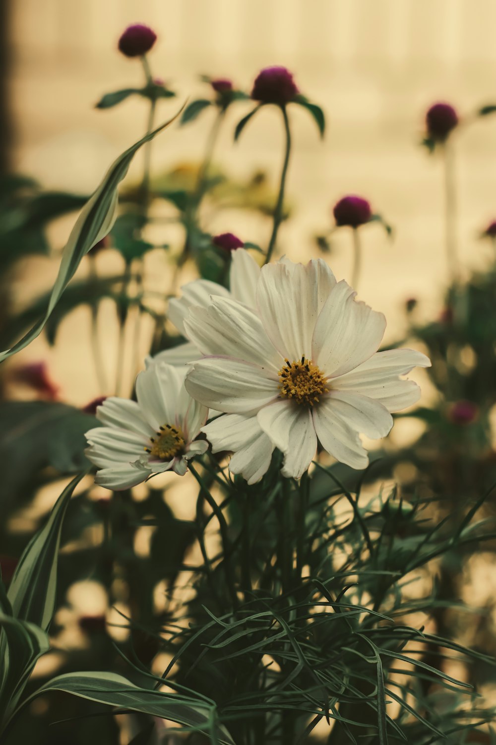 a bunch of flowers that are in a vase