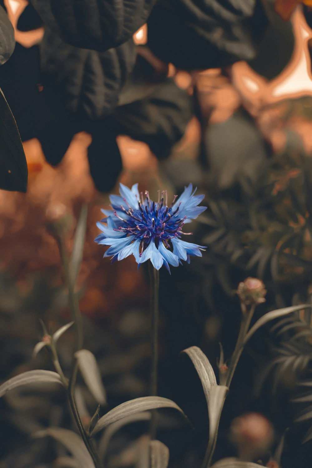 a blue flower in the middle of a garden