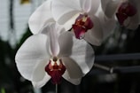 White orchid with a soft pink center in natural light.