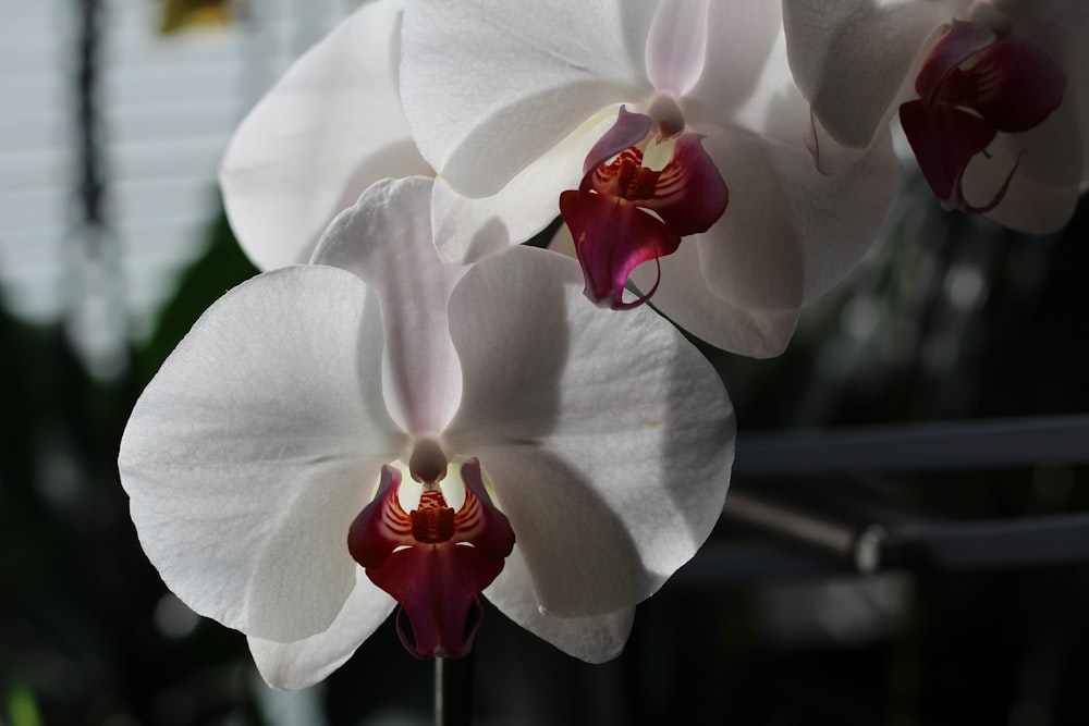 two white and red orchids in a garden
