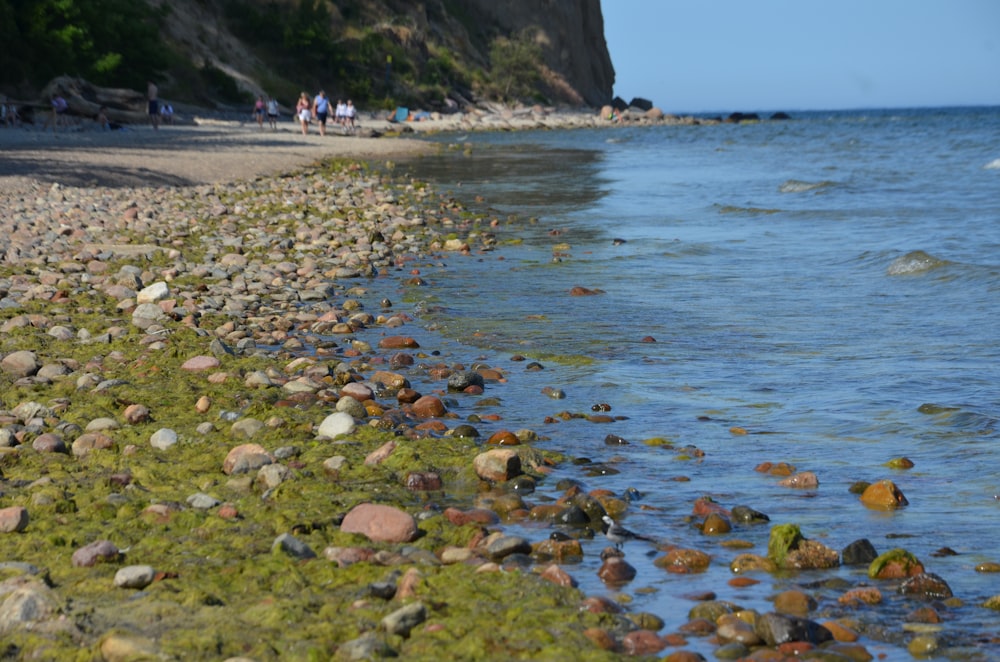 a rocky beach with green moss growing on it