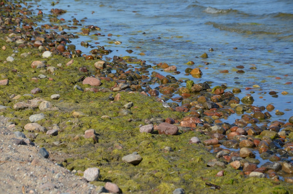 a close up of rocks and grass near the water