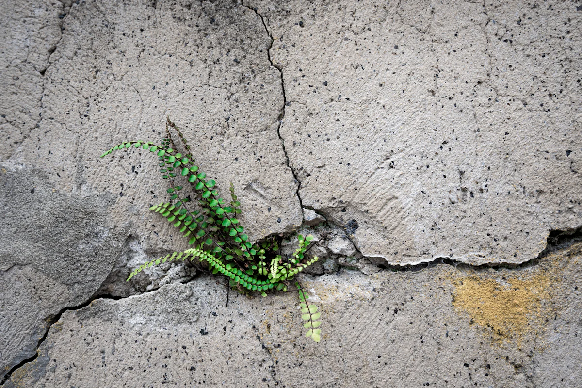 Calm illustrative image for the term Resilience