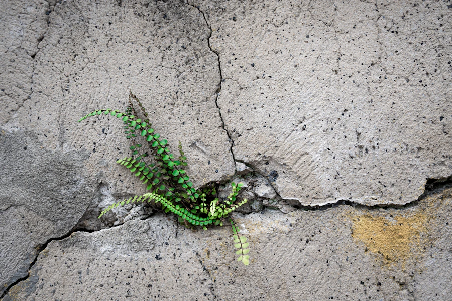 Een groene plant die door een scheur in een betonnen muur omhoog groeit.