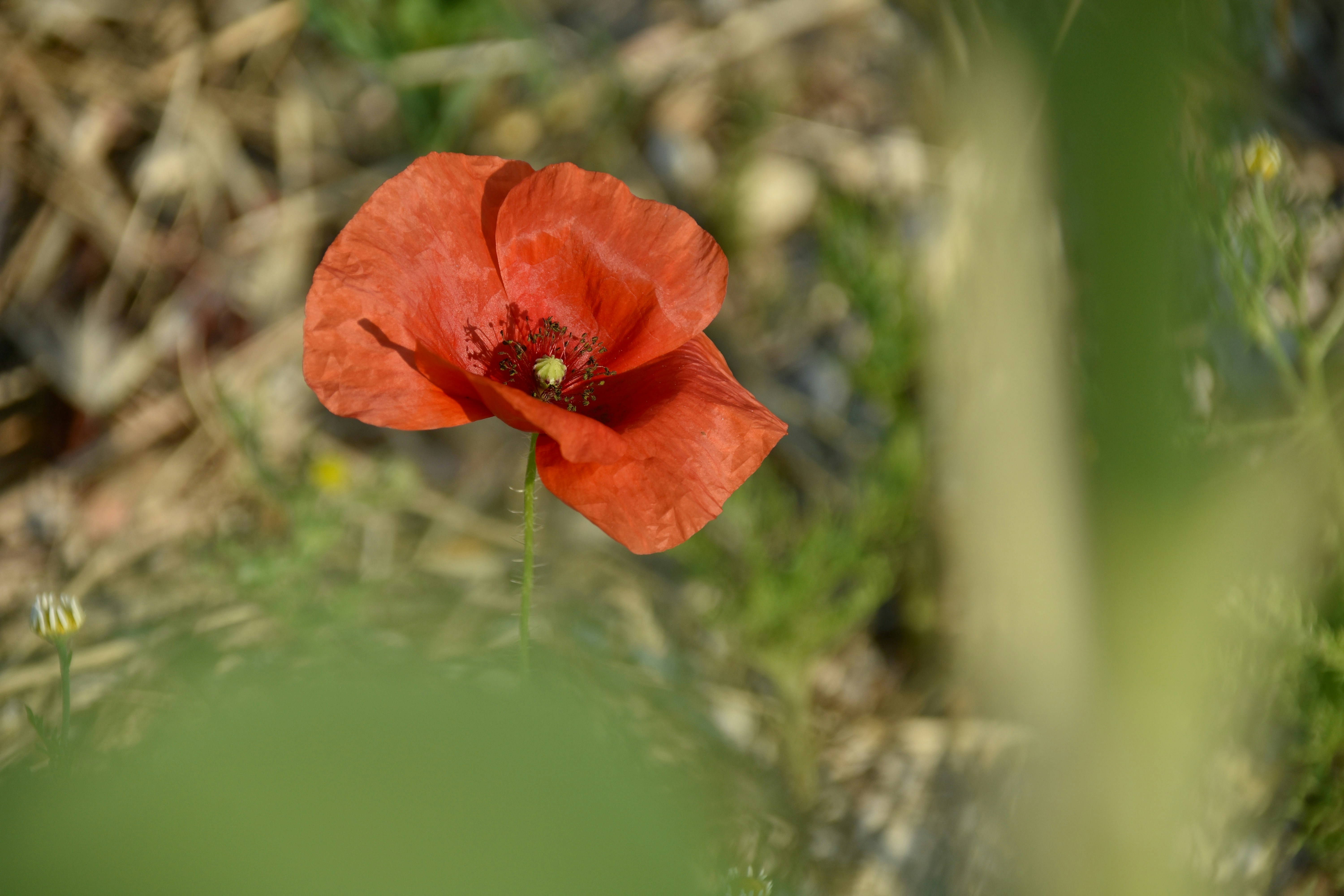Photo by mariobeducci