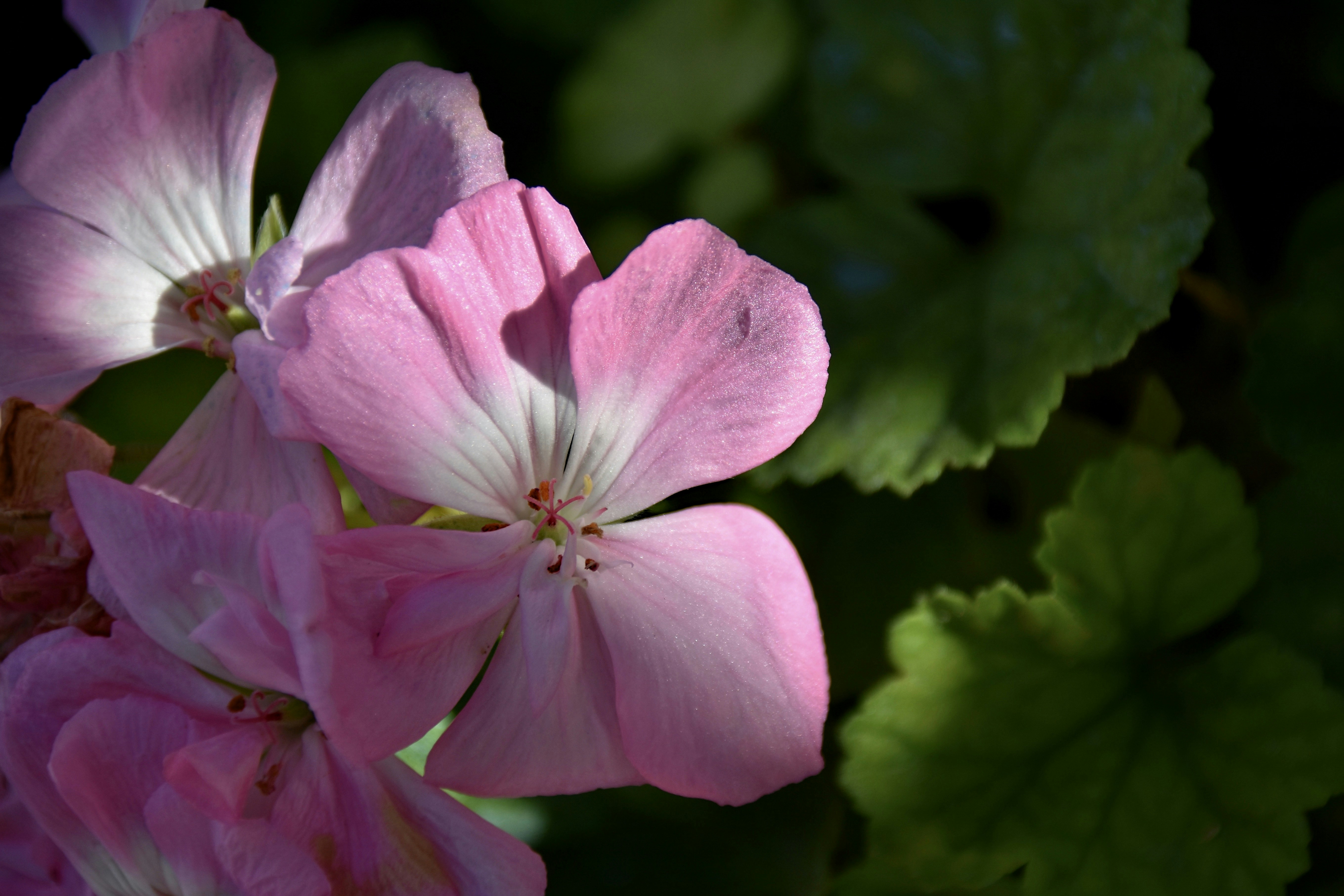 Photo by mariobeducci