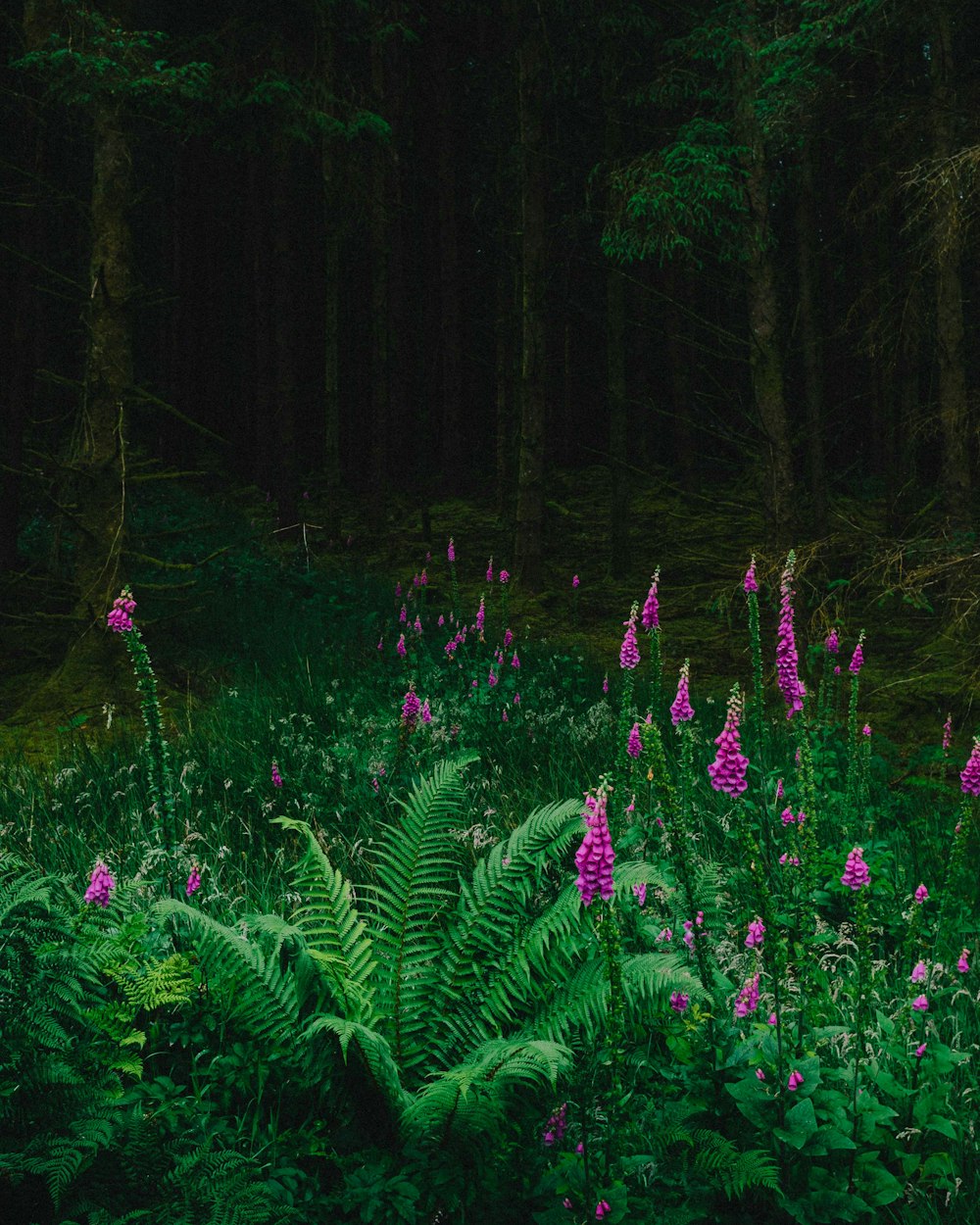 a lush green forest filled with lots of purple flowers