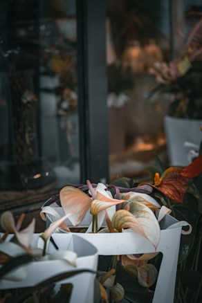 Potted plants with broad leaves and a variety of colors are placed inside white containers, set against a background featuring a window with reflections. The lighting is soft, creating a cozy atmosphere.