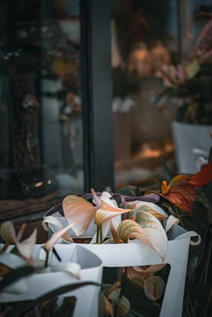 Potted plants with broad leaves and a variety of colors are placed inside white containers, set against a background featuring a window with reflections. The lighting is soft, creating a cozy atmosphere.