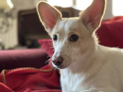 A tiny teacup Chihuahua sitting attentively on a wooden floor with a framed puppy certificate nearby.