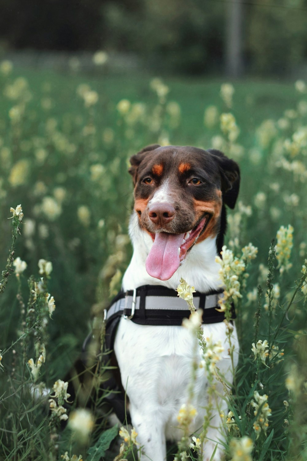 a brown and white dog sitting in a field of flowers
