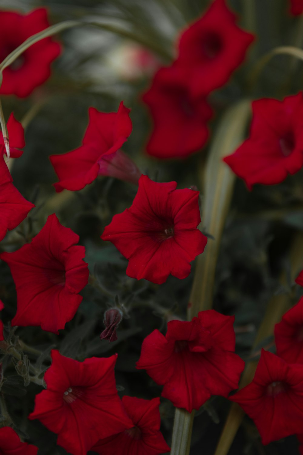 a bunch of red flowers that are in a pot