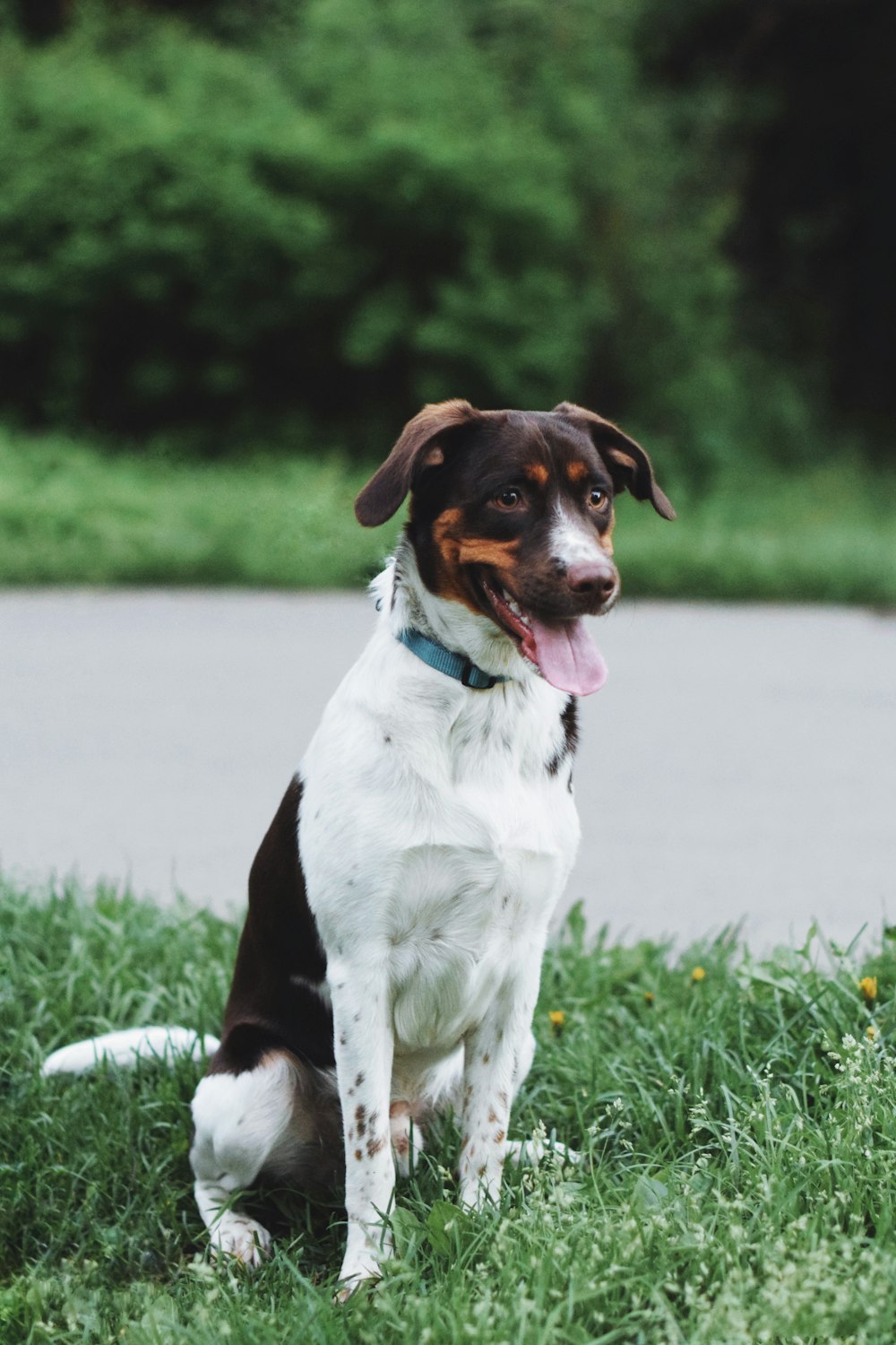 a brown and white dog sitting on top of a lush green field