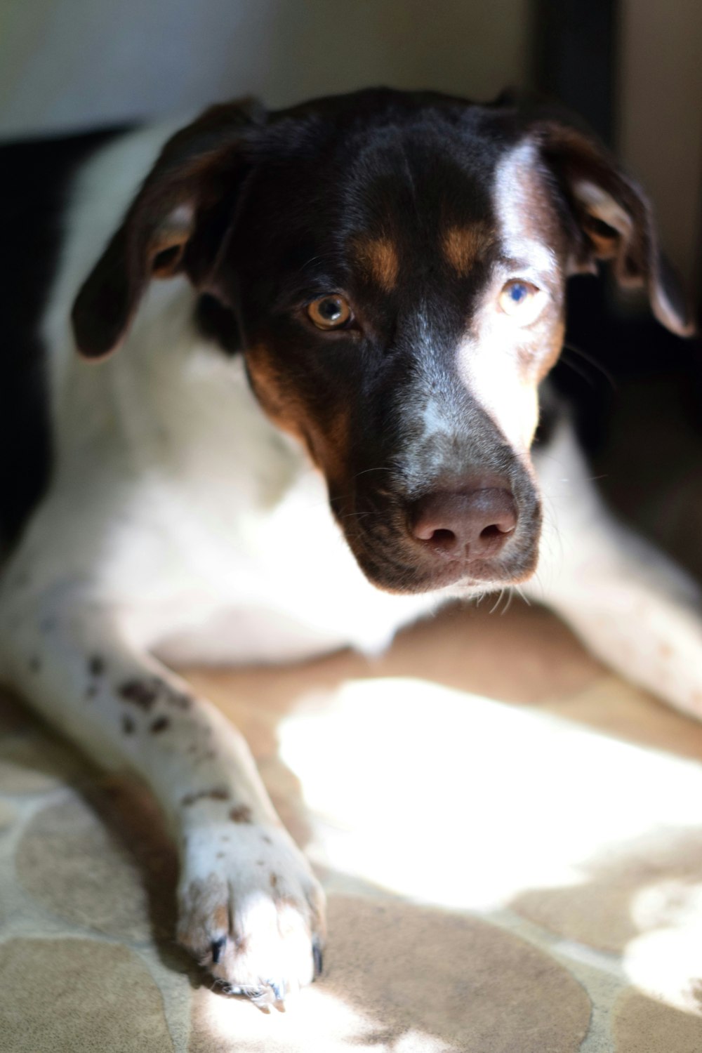 a black and white dog laying on the floor