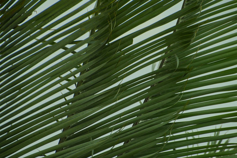 a bird perched on a palm tree branch