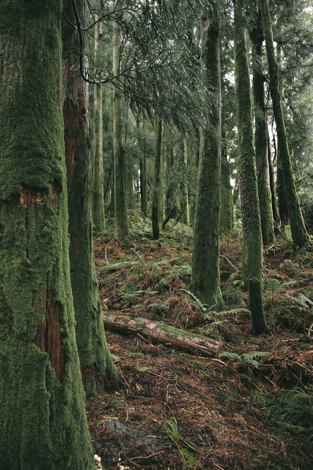 a forest filled with lots of trees covered in green moss