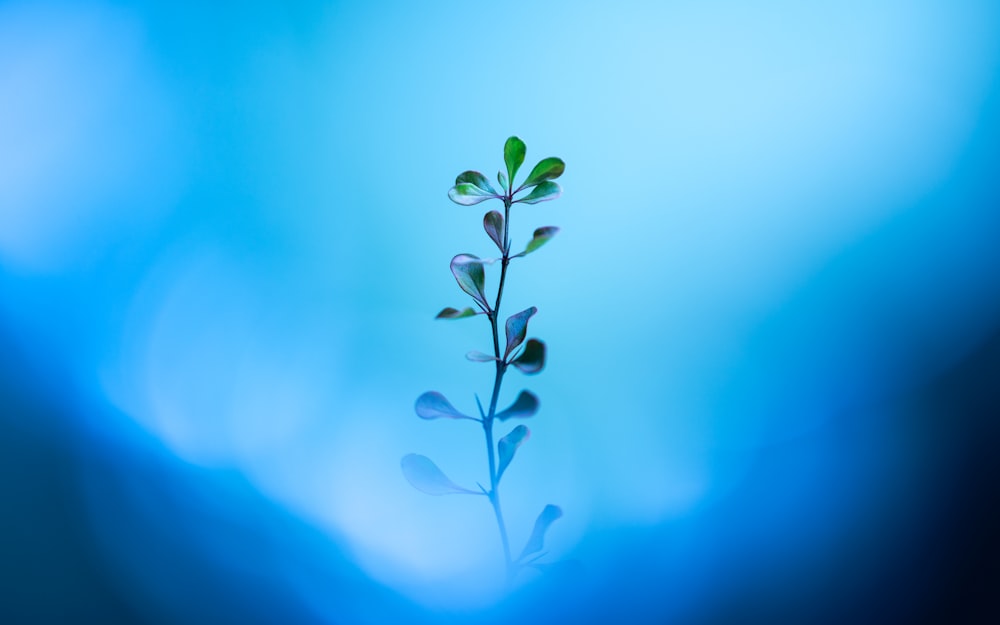 파란색 바탕에 녹색 잎이 있는 식물