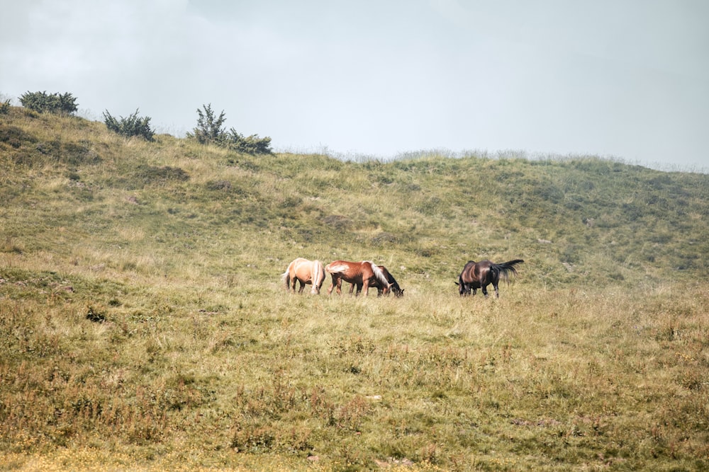 a group of horses grazing on a grassy hill