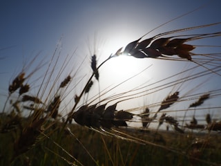Close-up view of several stalks of wheat against the backdrop of a bright, hazy sun. The image captures the intricate details of the wheat heads and the long, thin awns extending from them, highlighted against the sky.