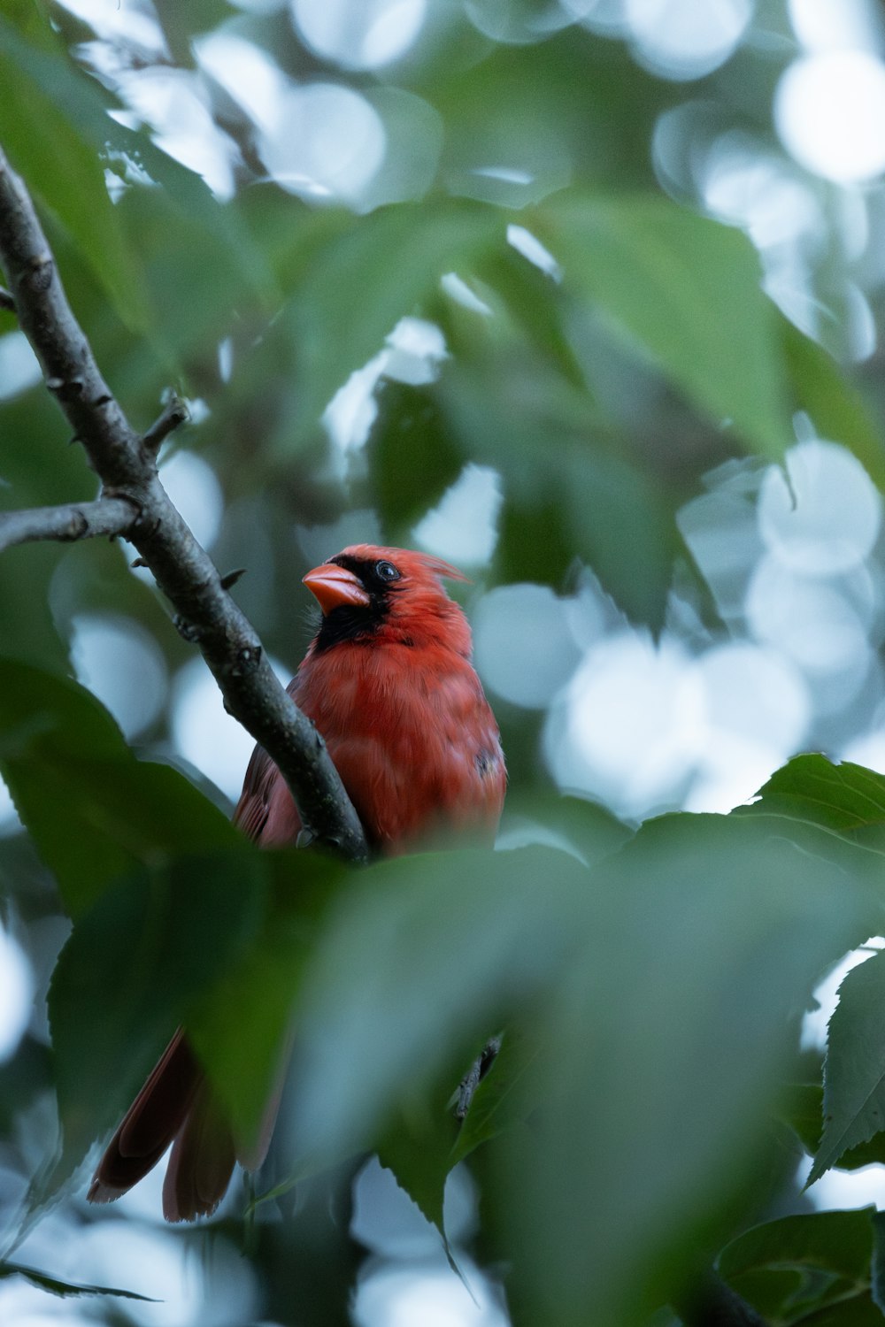 a red bird perched on top of a tree branch