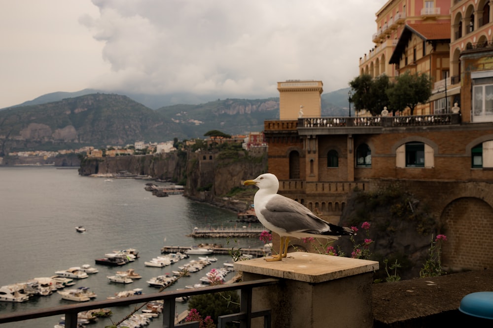 a seagull sitting on a ledge overlooking a harbor