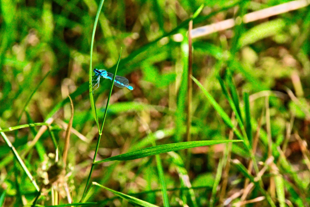 una libellula blu seduta in cima a un campo coperto di erba verde