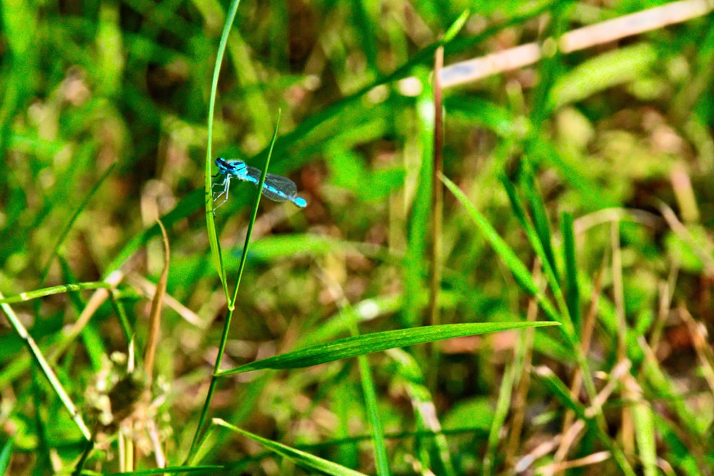 a blue dragonfly sitting on top of a green grass covered field